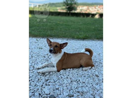 TOP σκυλιά Basenji